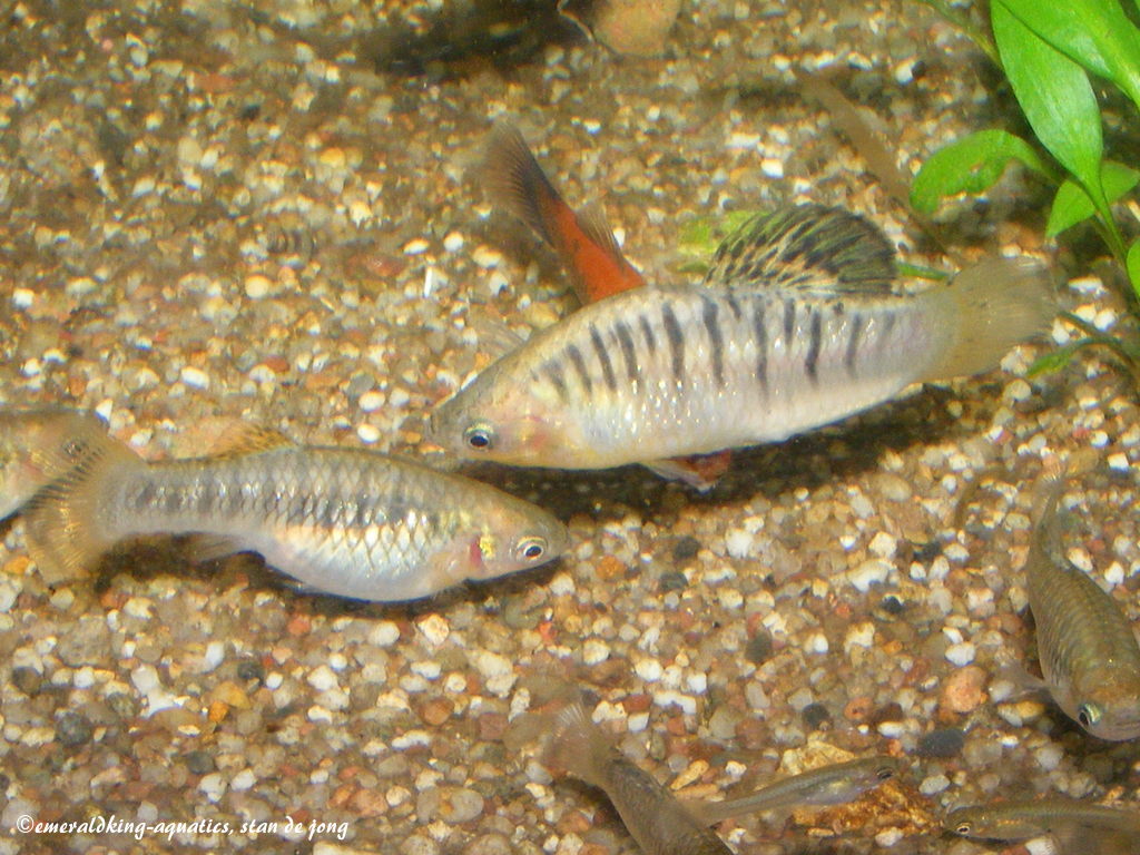 リミア・ニグロファスキアタの成魚。左がメス、右がオス