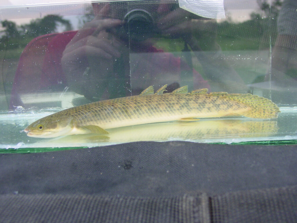ポリプテルス・パルマス・ポーリー（Polypterus polli）の写真