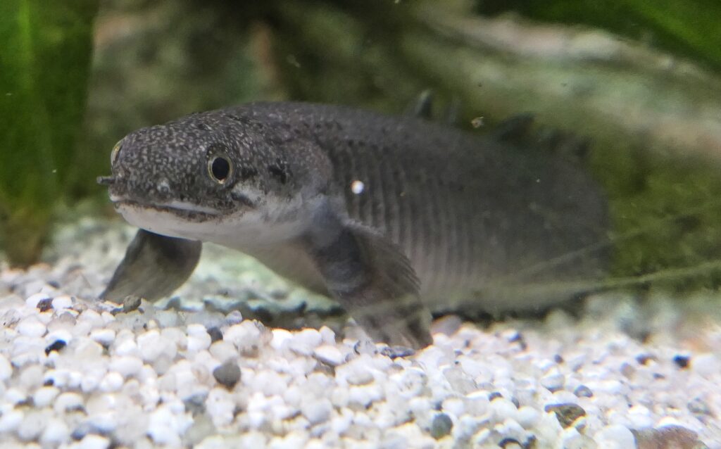 ポリプテルス・セネガルス（Polypterus senegalus）の頭部と体前部