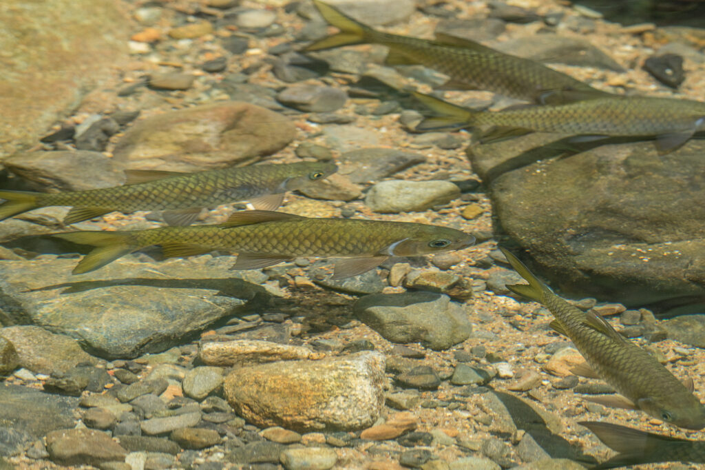 ポロプンチウス・ノルマニ（Poropuntius normani）の実魚写真