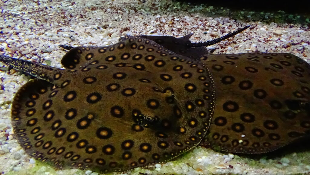 ポタモトリゴン・モトロ（Potamotrygon motoro）の実魚写真