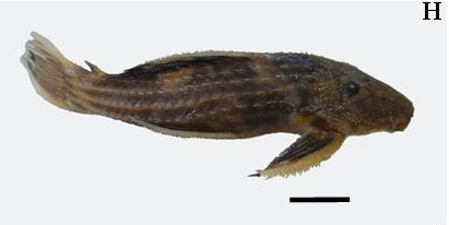 ウルトラスカーレットトリムプレコ(Pseudacanthicus pirarara)の収蔵標本の写真