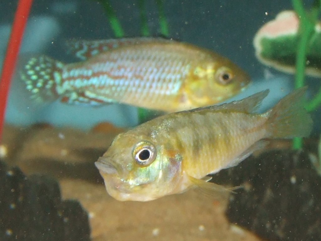 口内保育中のニコルシーエジプシャンマウスブルーダー（Pseudocrenilabrus nicholsi）のメス
