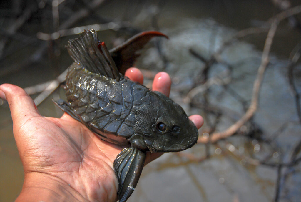 水外で保持されたアーマードプレコ(Pseudorinelepis genibarbis)
