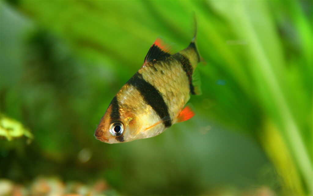 黒い縦帯と赤いひれが見えるスマトラの幼魚