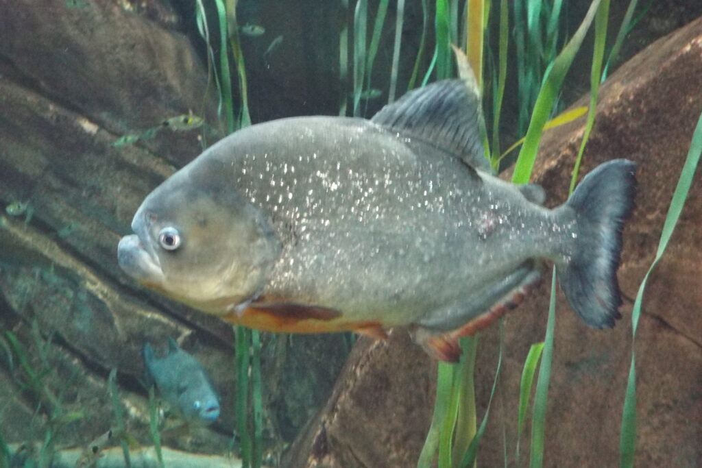 フィゴセントゥルス・カリバ（Pygocentrus cariba）の実魚写真