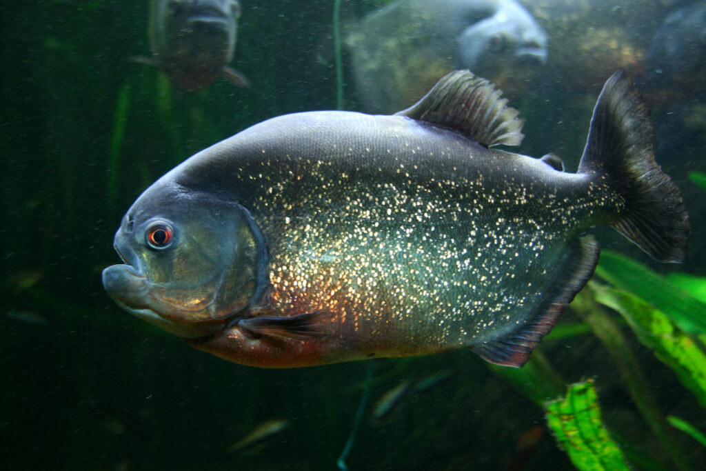ピラニア・ナッテレリ（Pygocentrus nattereri）の実魚写真