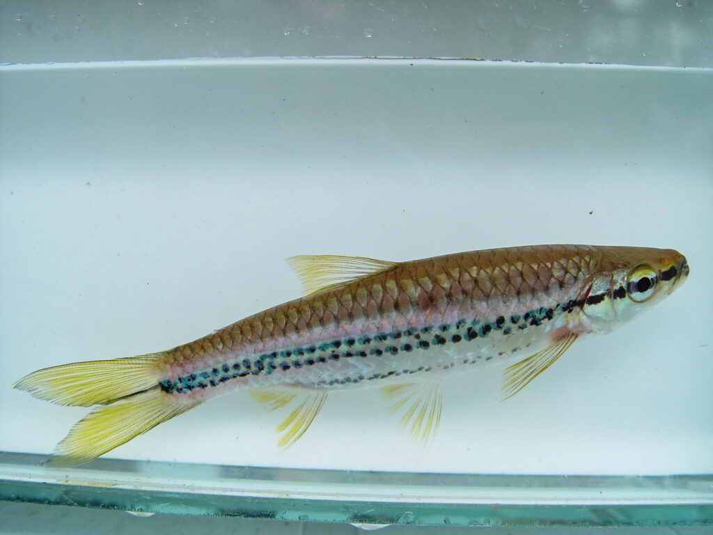 ポートホールラスボラ（Rasbora cephalotaenia）の実魚写真