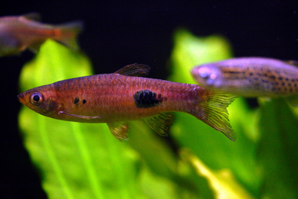 写真手前のラスボラ・カロクロマ（Rasbora kalochroma）