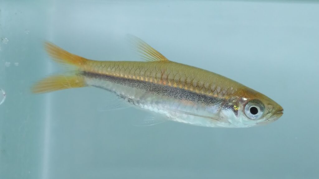 イエローテールラスボラの幼魚