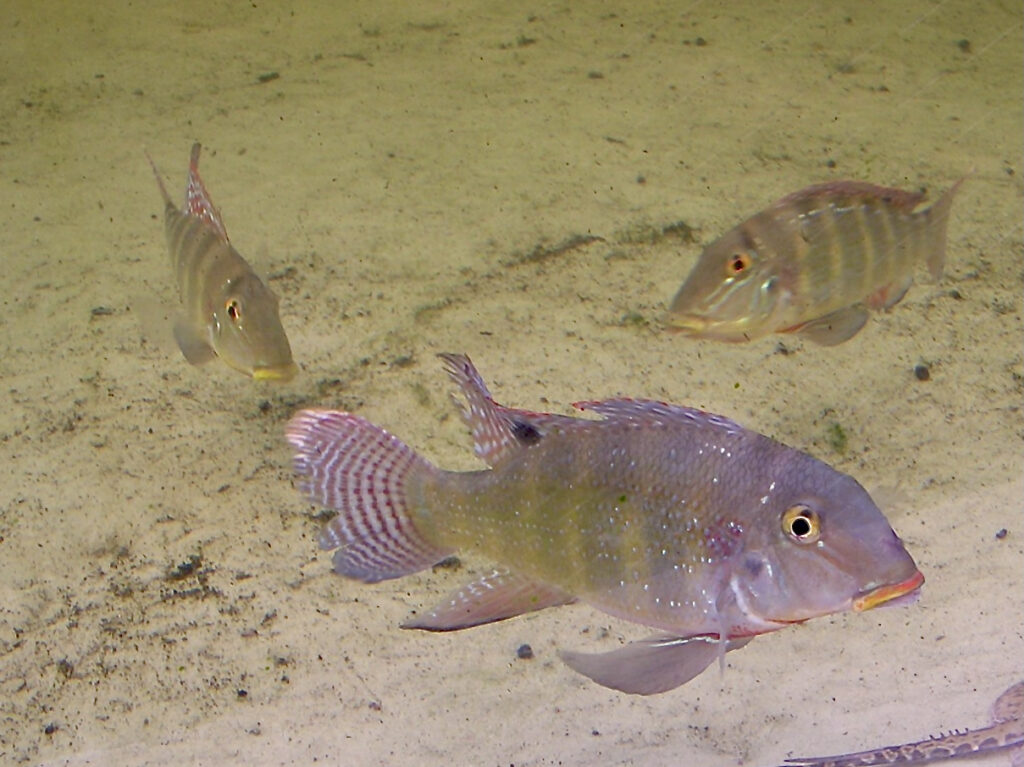レトロクルス・シングエンシス（Retroculus xinguensis）の実魚写真