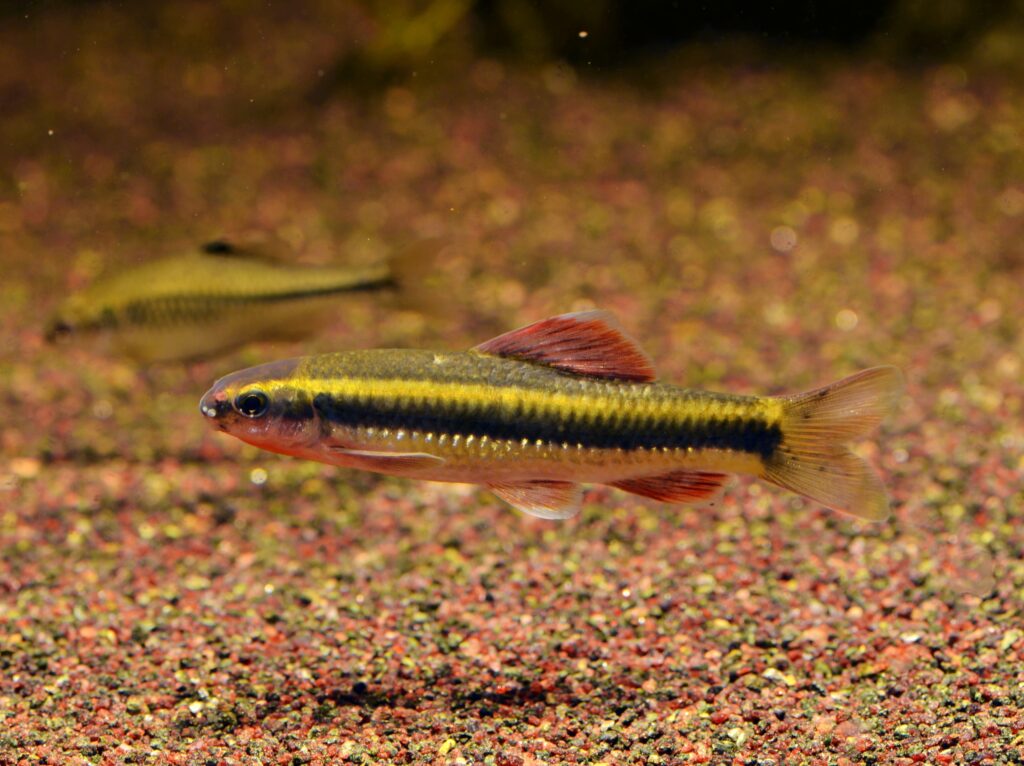 手前で横を向くコヒガイ（Sarcocheilichthys parvus）