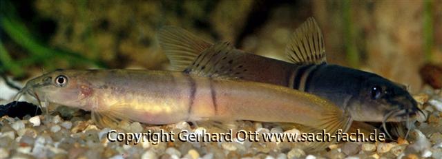 バルテアタローチ（Schistura balteata）の実魚写真