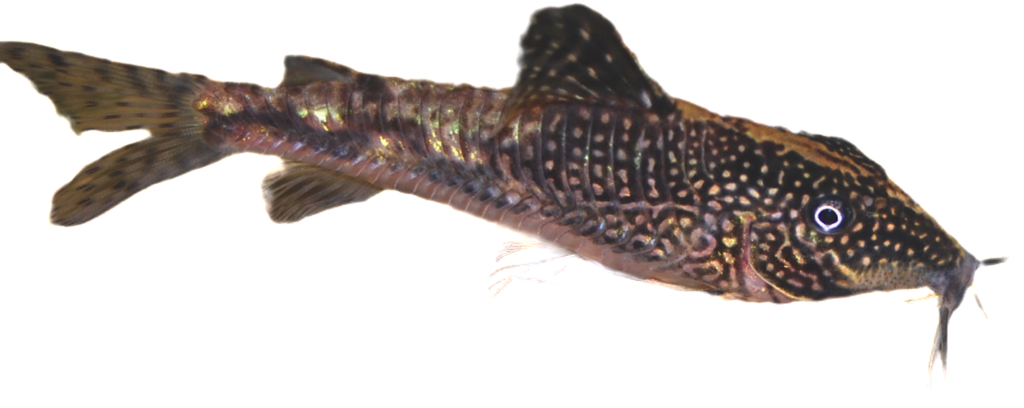 背景を切り抜いたスクレロミスタックス・バルバトゥスの実魚写真