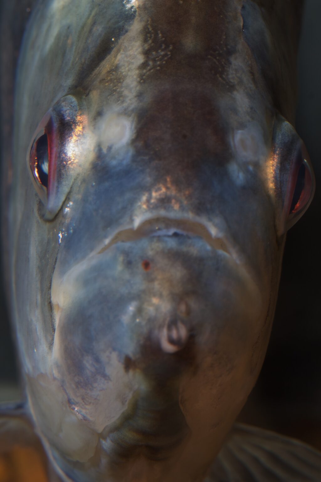 ブラックラインピラニア（Serrasalmus geryi）の頭部の接写