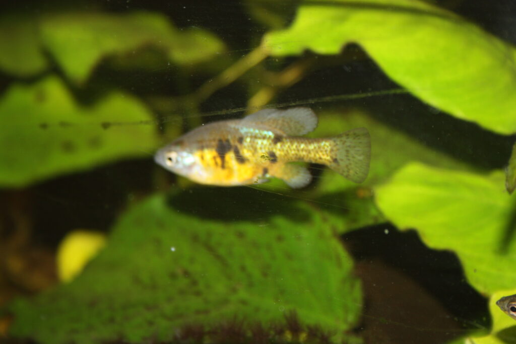 スキフィア・ムルチプンクタタ（Skiffia multipunctata）の成魚のオス