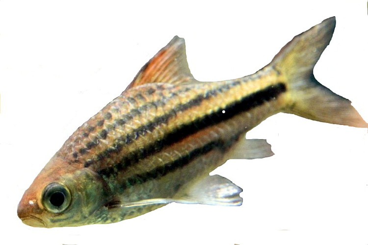 背景を切り抜いたラインドバルブの実魚写真