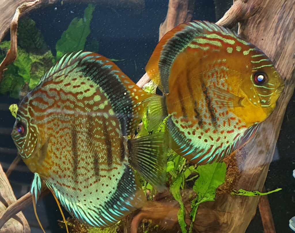 グリーンディスカス（Symphysodon tarzoo）の実魚写真