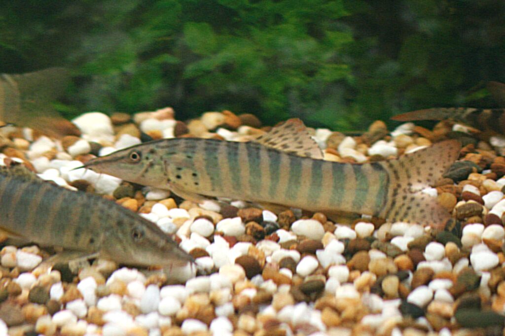 写真中央から右のロイヤルギャラクシーローチ（Syncrossus berdmorei）