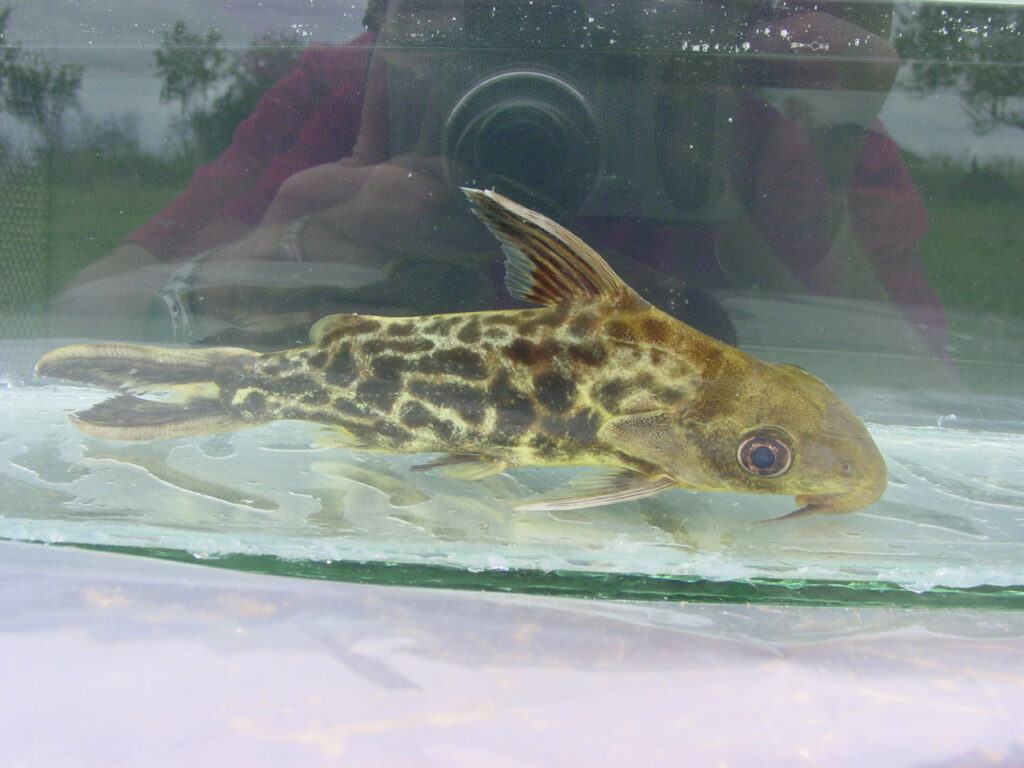 観察用水槽内のシノドンチス・プレウロプス（Synodontis pleurops）