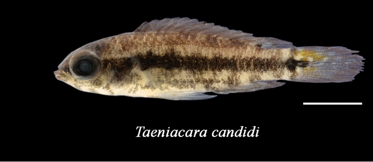 タエニアカラ・カンディディ（Taeniacara candidi）の標本