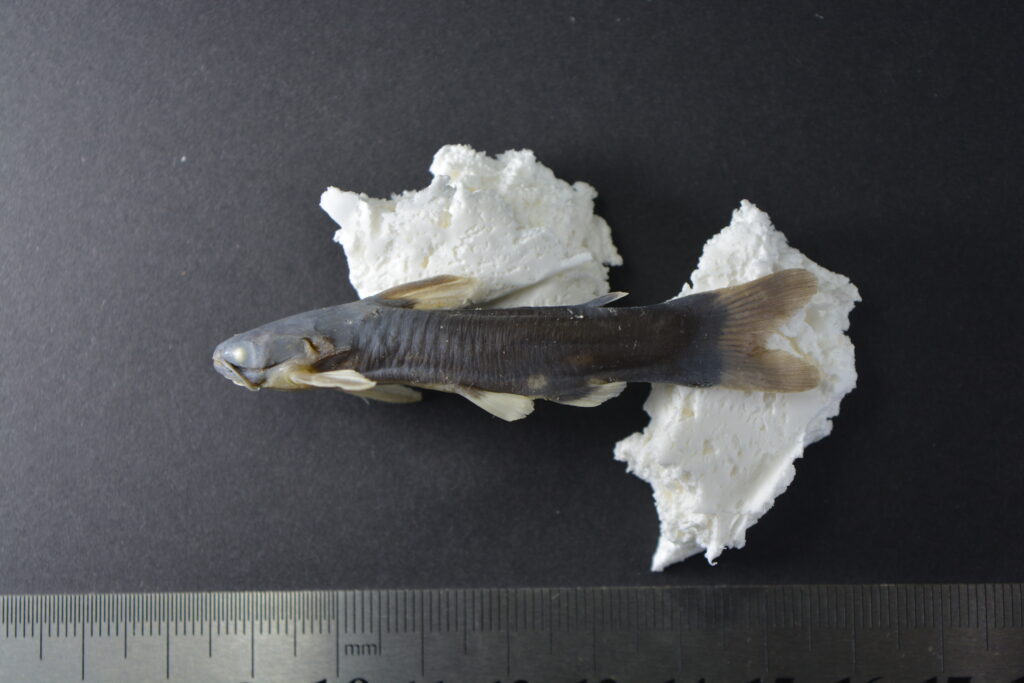 スポッテッドタチア（Tatia intermedia）の研究標本写真