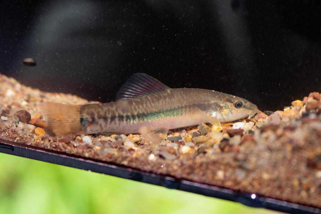 チャイニーズレインボーローチ（Traccatichthys pulcher）の写真