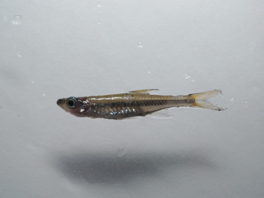 観察容器内で撮影したトリゴノポマ・グラキレ(Trigonopoma gracile)