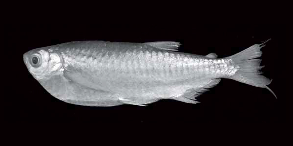 Triportheus albus の白黒の標本写真