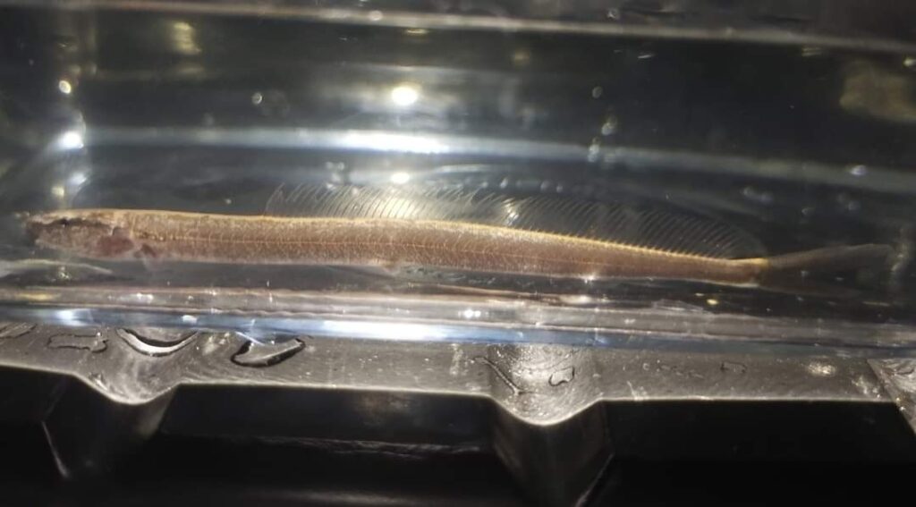 フォークテールローチ（Vaillantella maassi）の実魚写真