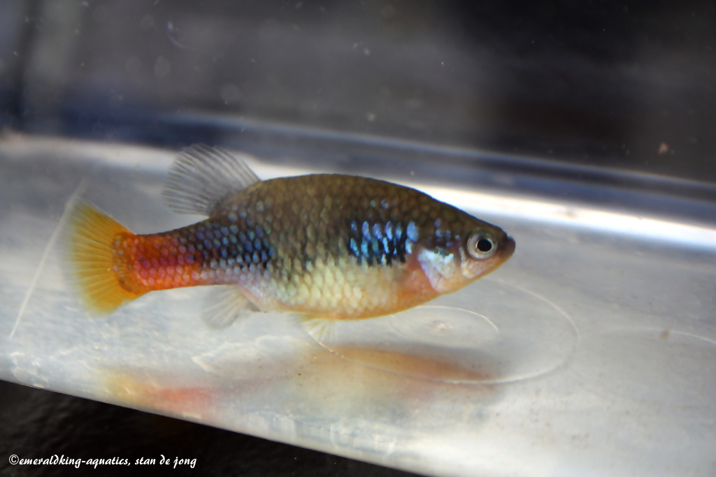 ハイランドカープ（Xenotoca doadrioi）の実魚写真